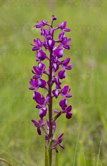 Loose-flowered Orchid