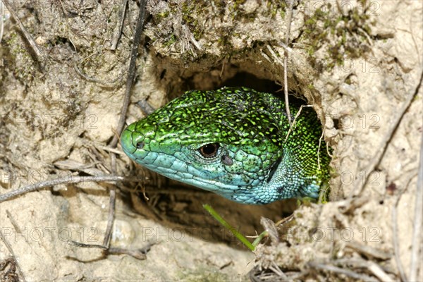 Eastern green lizard