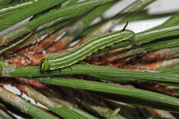 Pine Hawk Moth