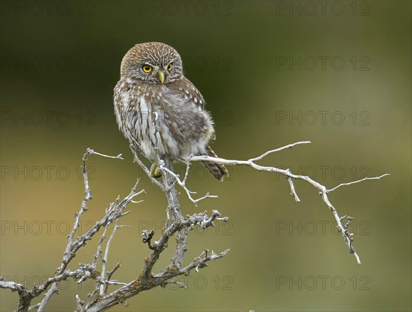 Austral Pygmy-owl