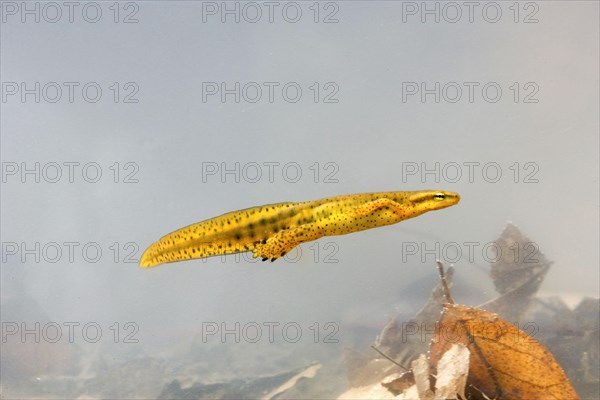 Red-spotted Newt