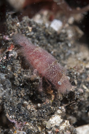 Cryptic Sponge Shrimp