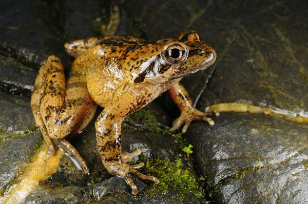 Italian stream frog
