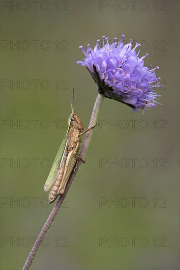 Small lesser marsh grasshopper
