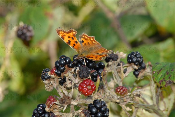 Comma