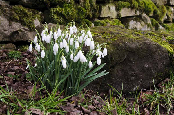 Snowdrop