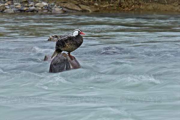 Torrent duck