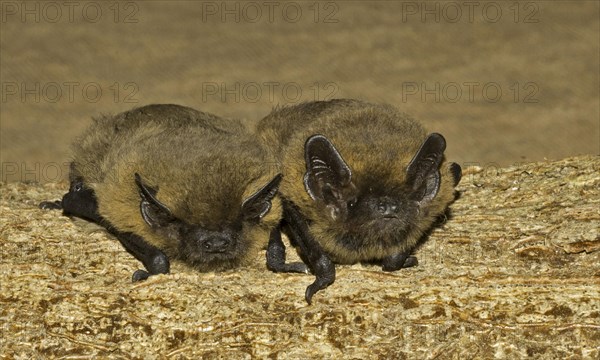 Common Pipistrelle