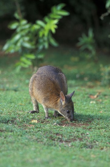 Rednecked Pademelon