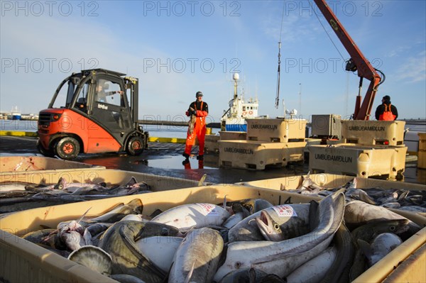 Commercial fishing