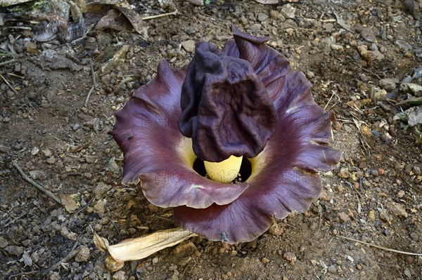 Flowering elephant yam