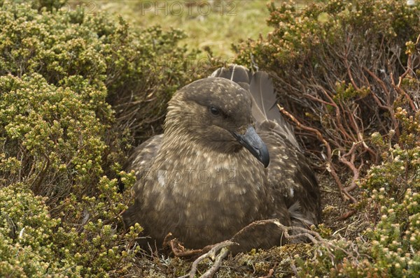 Stercorarius antarctica