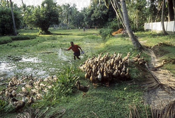 Man herding a flock of Ducks in Kuttanad of Kerala