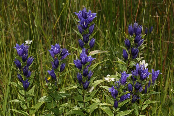 Willow gentian