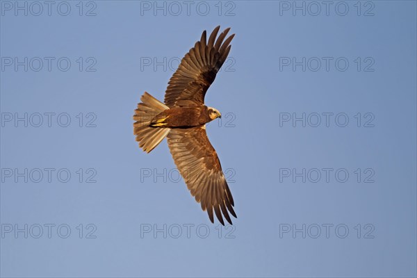 Western Marsh Harrier