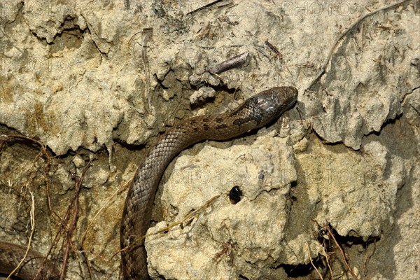 Smooth snake