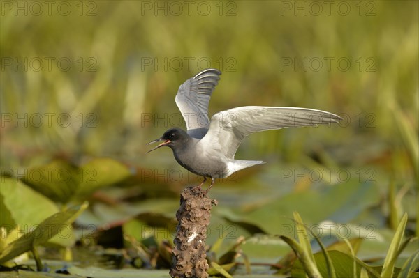 Black Tern