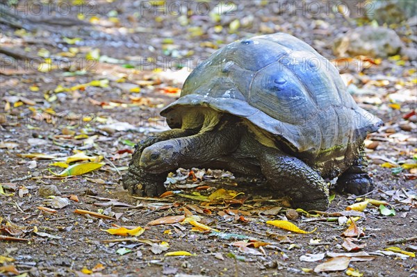 Aldabra giant tortoise