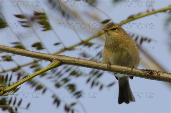 (Phylloscopus canariensis)