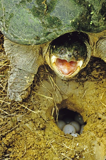 Common Snapping Turtle