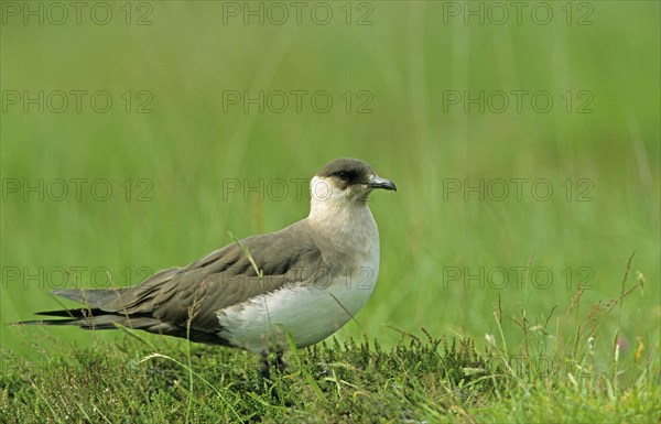 Arctic skuas