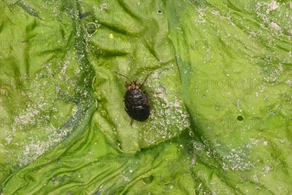 Common jumping bug