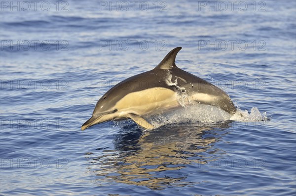 Short-beaked Common Dolphin
