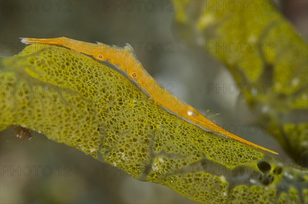 Adult Tozeuma shrimp