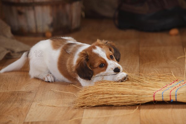 Kooikerhondje