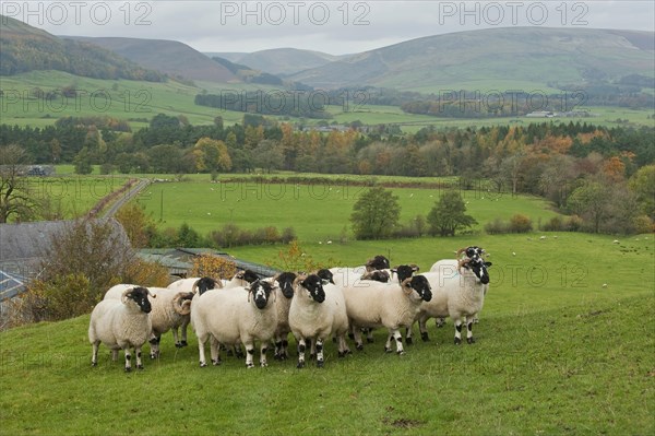 Domestic sheep