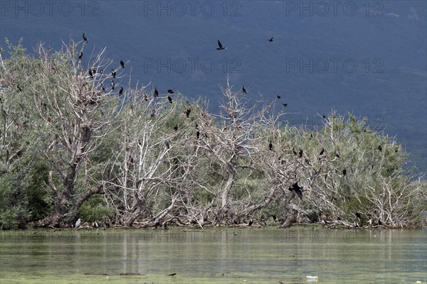 Cormorant nesting colony at Lake Kerkini Northern Greece