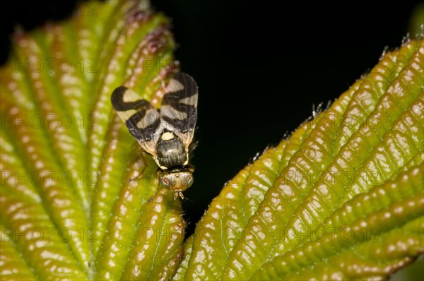 Canada thistle gall fly