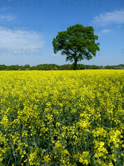 Oilseed rape