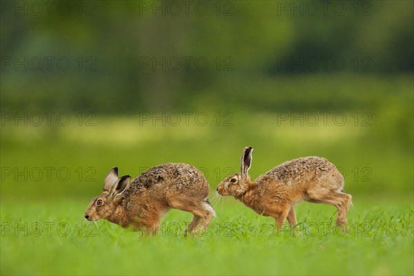 European hare