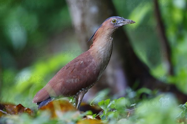 Malayan Night-heron
