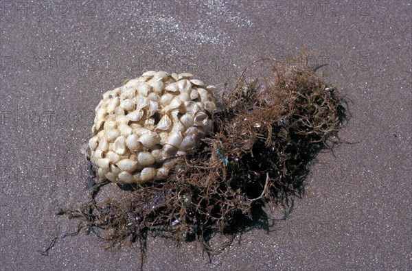 Whelk
