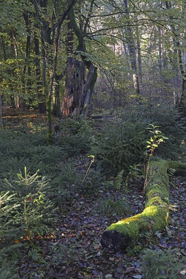 Autumn in the Briesetal landscape conservation area near Berlin