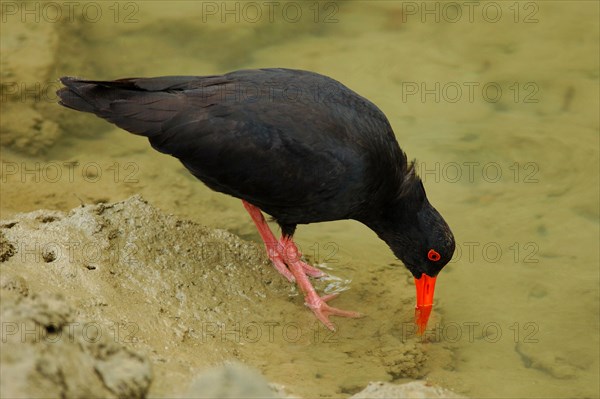 Variable oystercatcher