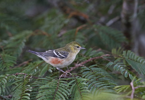 Bay-breasted warbler