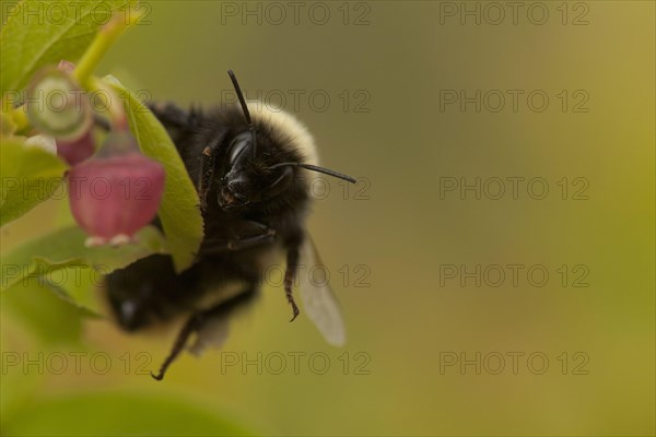 Mountain bumblebee