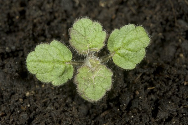 Hedge woundwort