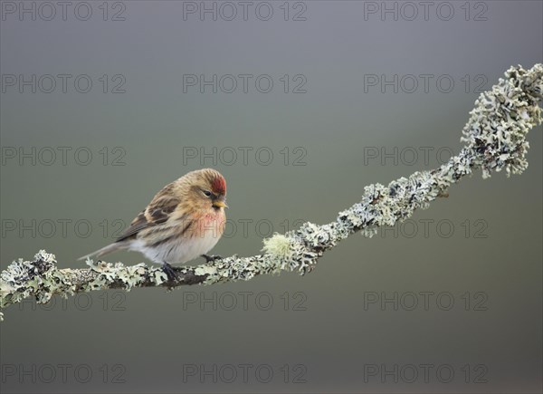 Lesser Redpoll
