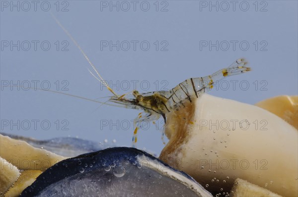 Saw prawn