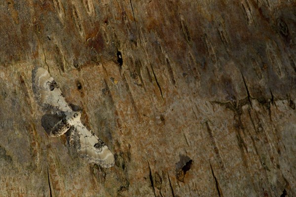 Lime-speck Pug