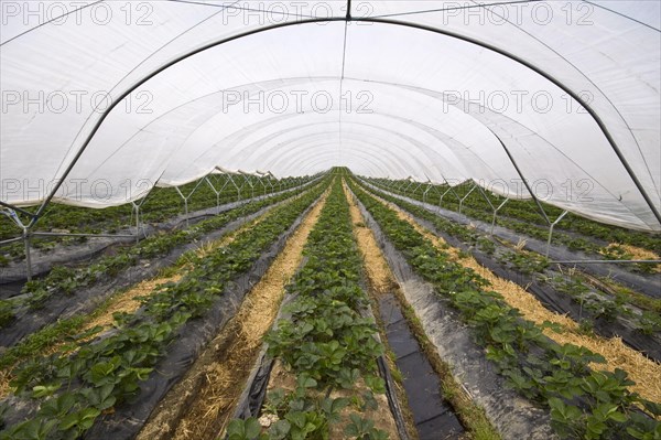 Polly tunnel covers strawberry crop