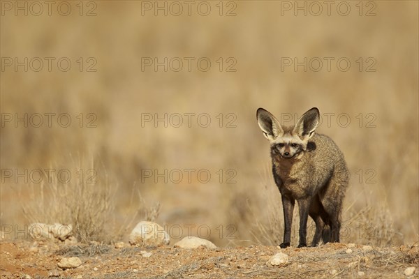 Bat-eared fox