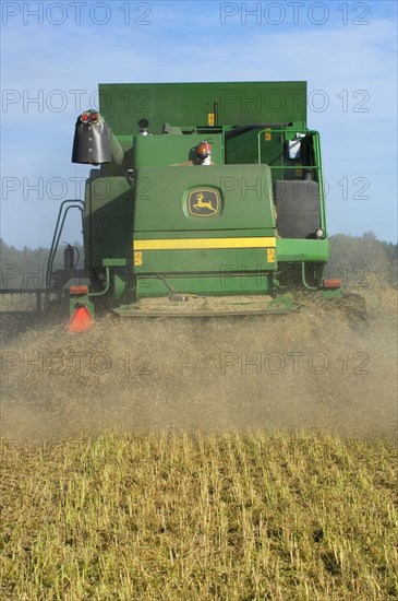 Oilseed rape