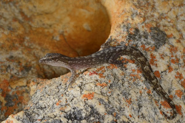 Marbled Leaf-toed Gecko