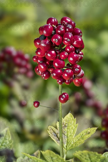 Eurasian Baneberry
