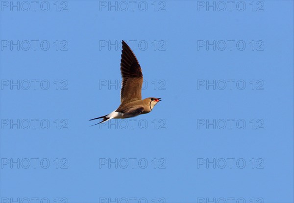 Collared Pratincole